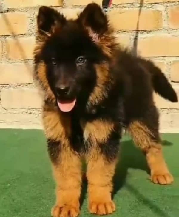 GSD PUPPY FOR SALE 03463649736 1