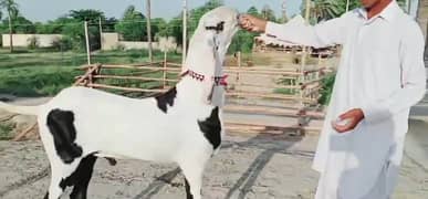 Desi Bakra Urgent For Sale Call _03259242621