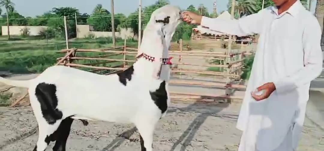 Desi Bakra Urgent For Sale Call _03259242621 0