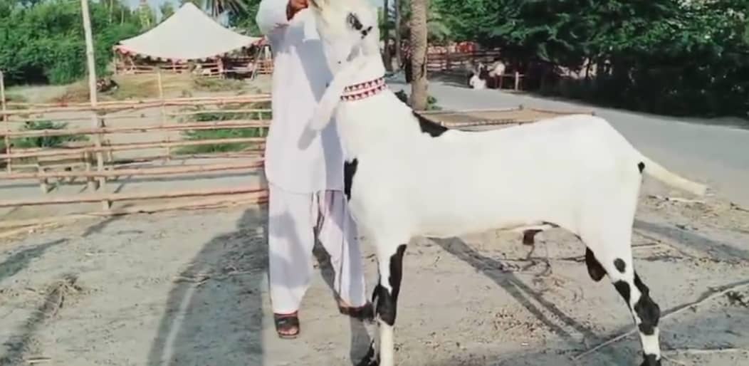 Desi Bakra Urgent For Sale Call _03259242621 2