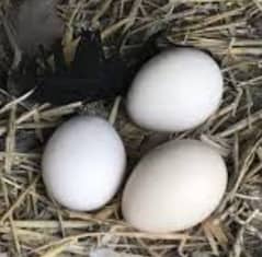 peacock eggs