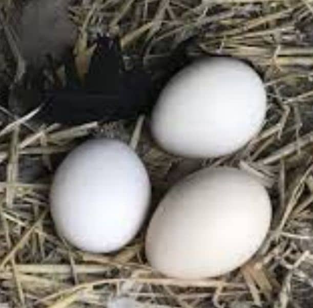 peacock eggs 0