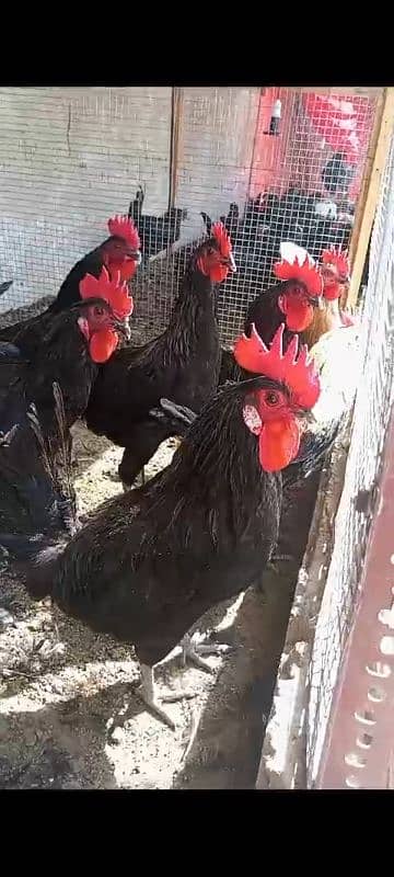 Australorp Males 0