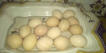 Aseel Eggs for sale ∅³²²65¹8686