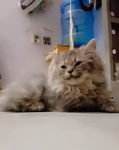 5 month persian cat