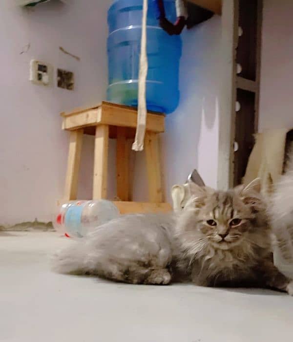 5 month persian cat 1