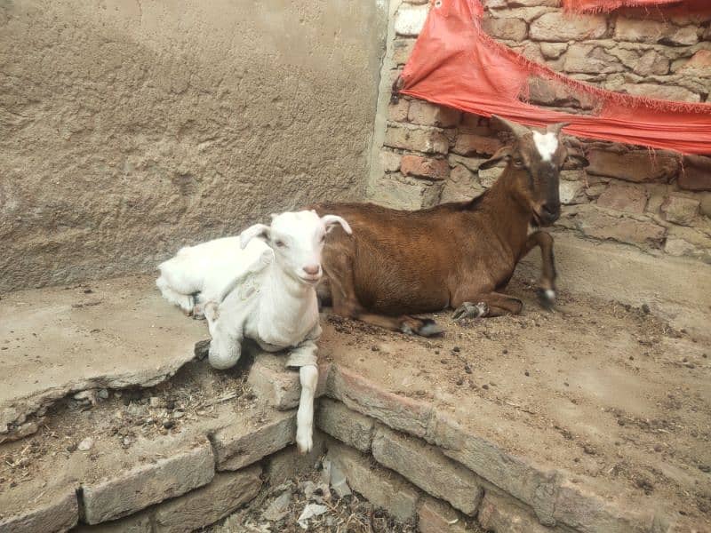 bakri or bacha 0