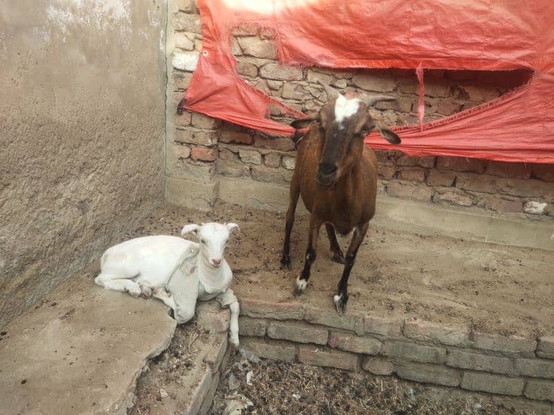 bakri or bacha 1