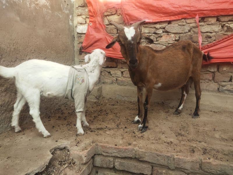 bakri or bacha 2