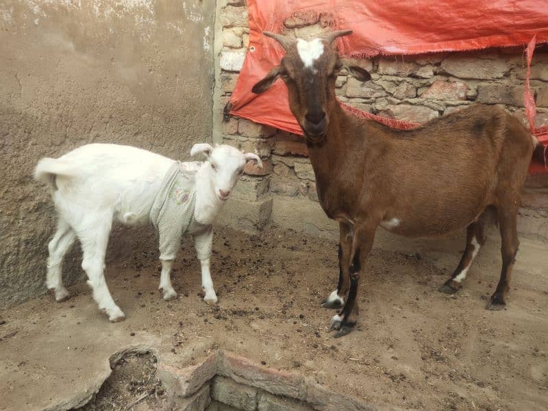 bakri or bacha 3