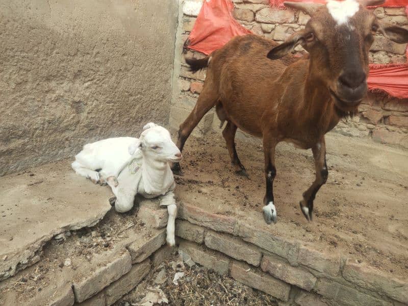 bakri or bacha 4