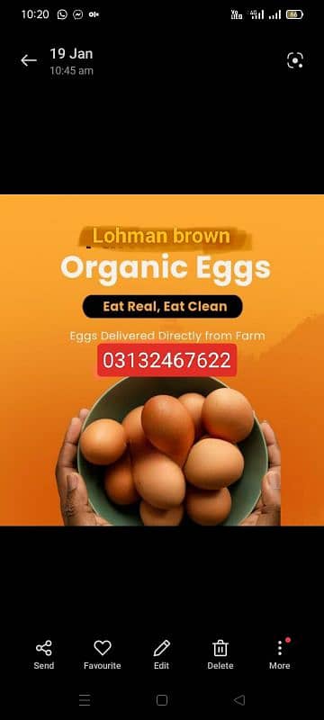 pure lohman brown eggs 1