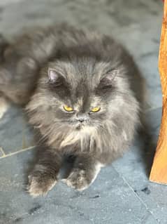 Pair of Beautiful Persian Grey Cats for Sale – Healthy & Playful | Per