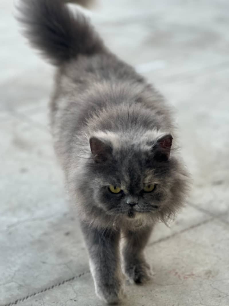 Pair of Beautiful Persian Grey Cats for Sale – Healthy & Playful | Per 2