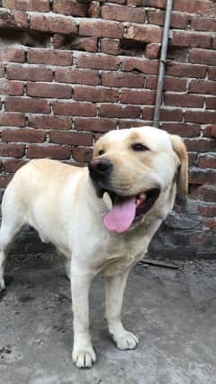 Labrador