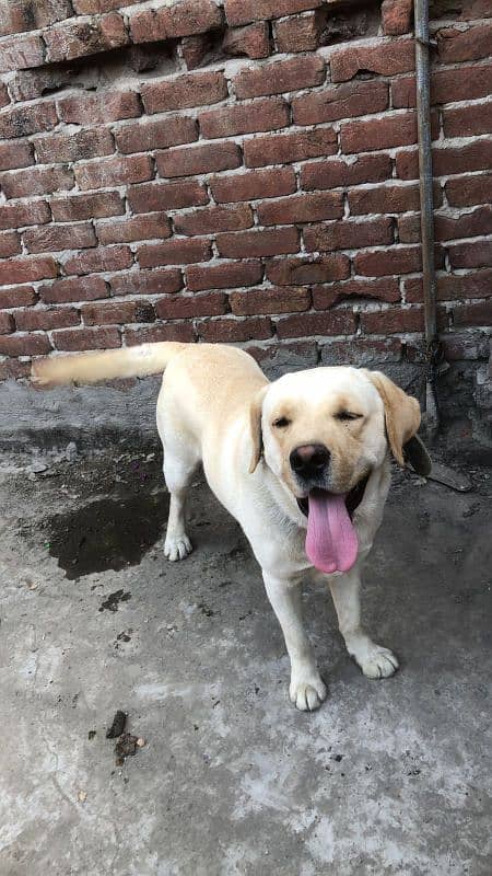 Labrador dog 2