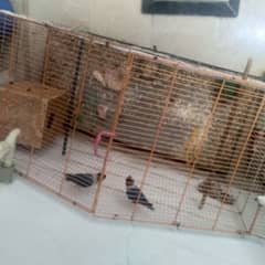 Blue Fisher Pair for Sell with breading box + Folding Cage