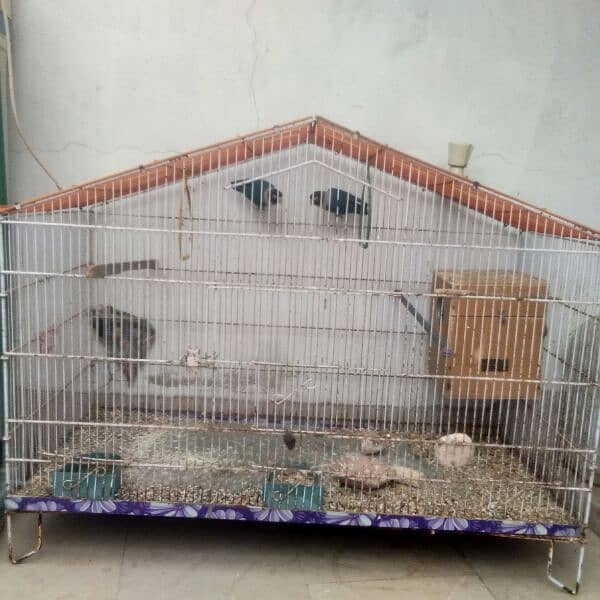 Blue Fisher Pair for Sell with breading box + Folding Cage 1