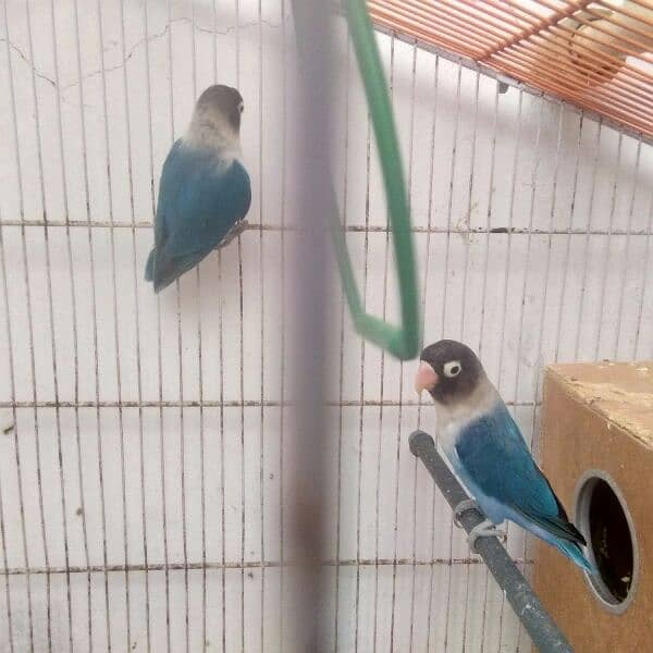 Blue Fisher Pair for Sell with breading box + Folding Cage 2