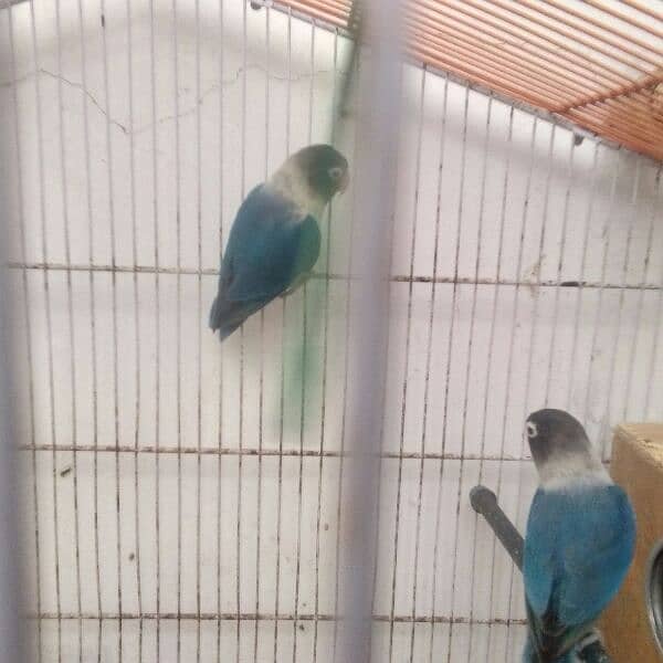 Blue Fisher Pair for Sell with breading box + Folding Cage 3