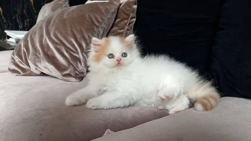 persian high quality kittens 1