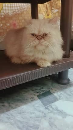 Persian female cat