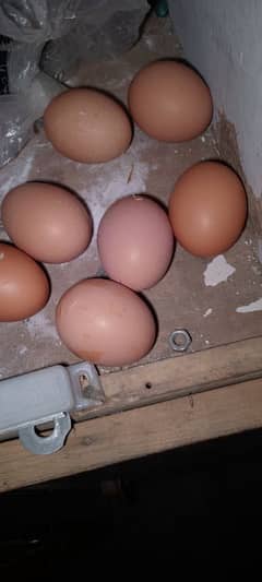 healthy and active fancy hens for sale