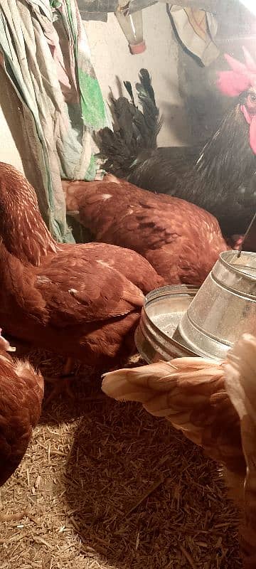 healthy and active fancy hens for sale 1