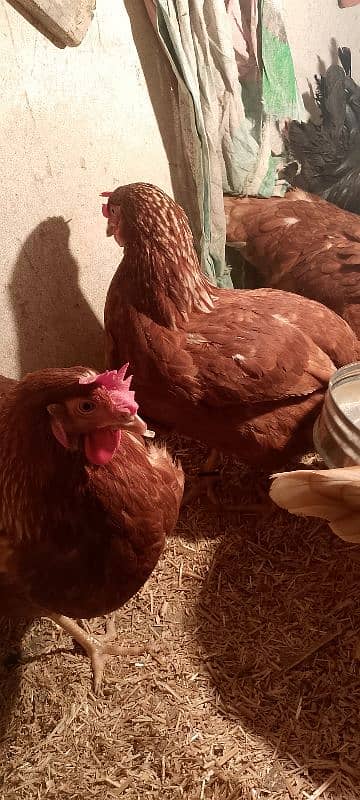 healthy and active fancy hens for sale 2