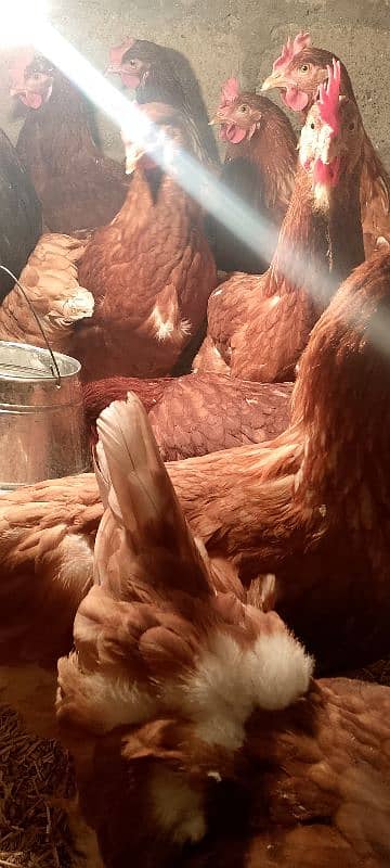 healthy and active fancy hens for sale 3