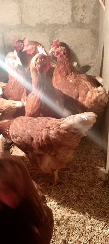 healthy and active fancy hens for sale 4