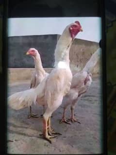 Paper White O Shamo Chicks ( One Month) 03024861517