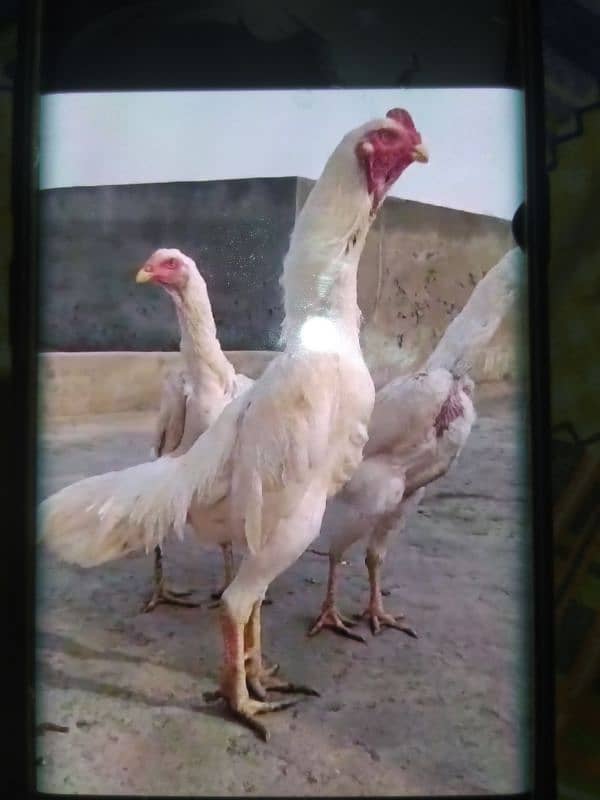 Paper White O Shamo Chicks ( One Month) 03024861517 0