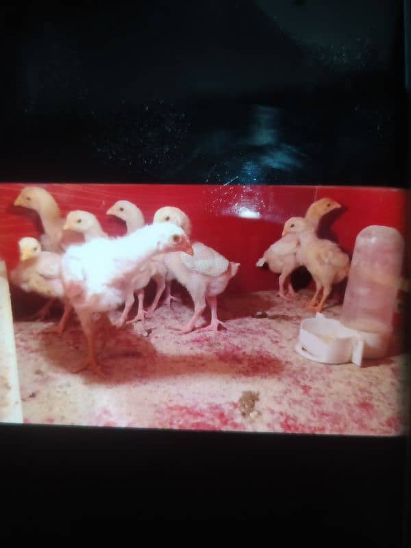 Paper White O Shamo Chicks ( One Month) 03024861517 1