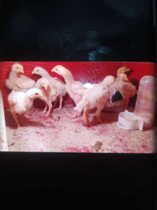 Paper White O Shamo Chicks ( One Month) 03024861517 2