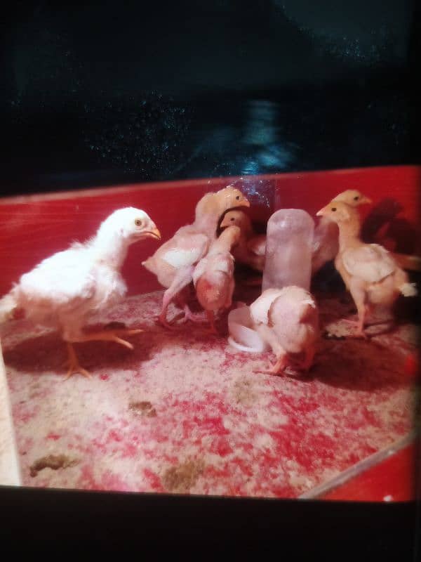 Paper White O Shamo Chicks ( One Month) 03024861517 3