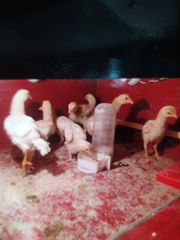 Paper White O Shamo Chicks ( One Month) 03024861517 4