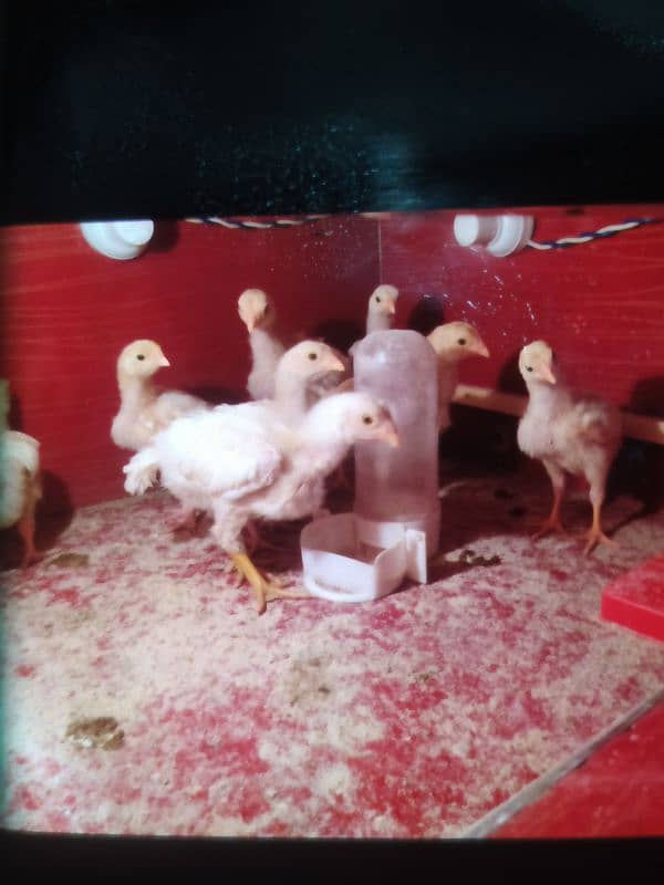 Paper White O Shamo Chicks ( One Month) 03024861517 5