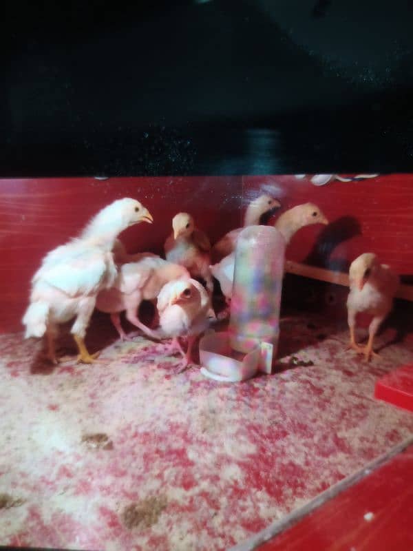 Paper White O Shamo Chicks ( One Month) 03024861517 6