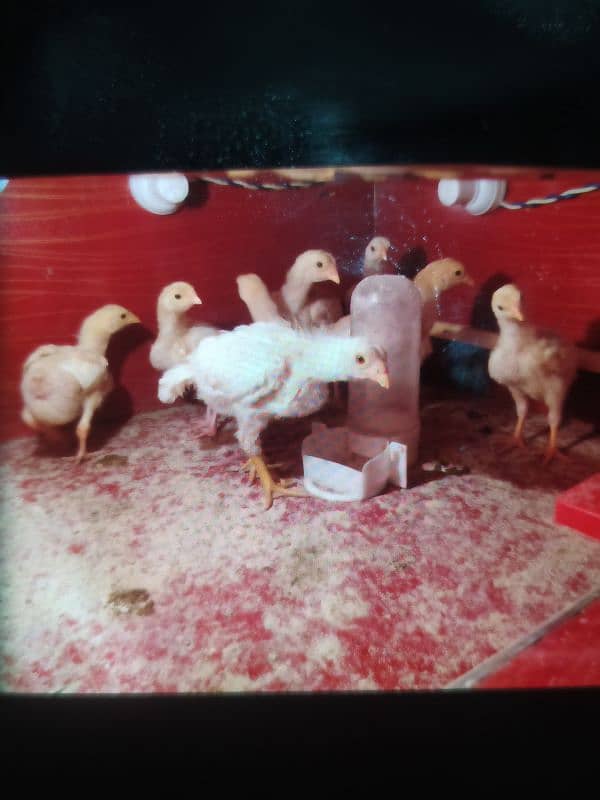 Paper White O Shamo Chicks ( One Month) 03024861517 7