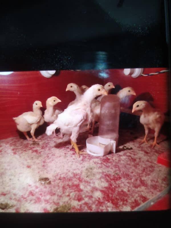 Paper White O Shamo Chicks ( One Month) 03024861517 8