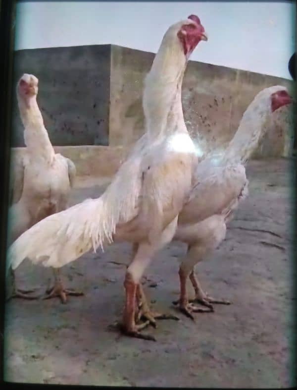 Paper White O Shamo Chicks ( One Month) 03024861517 9