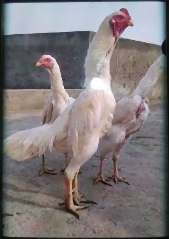 Paper White O Shamo Chicks ( One Month) 03024861517 10