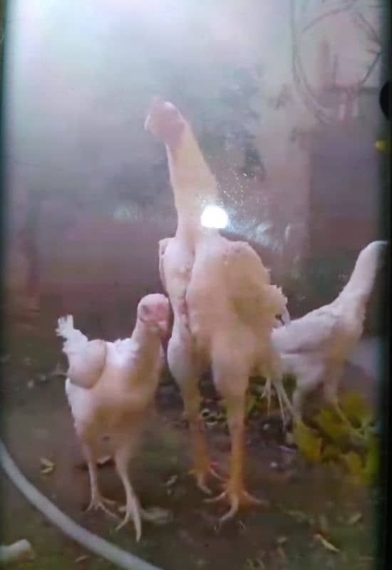 Paper White O Shamo Chicks ( One Month) 03024861517 11