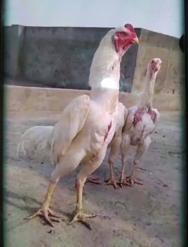 Paper White O Shamo Chicks ( One Month) 03024861517 12