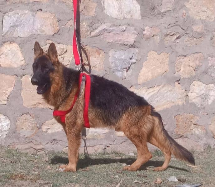 German Shepherd male long coat 10 mahine for Sel 2