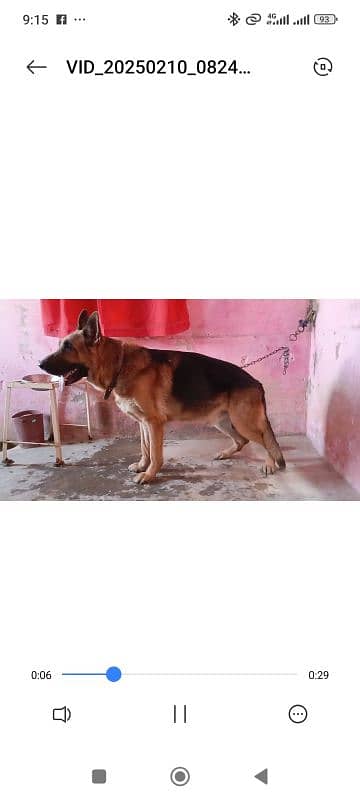 sargoda dog senter Ka dog he 1