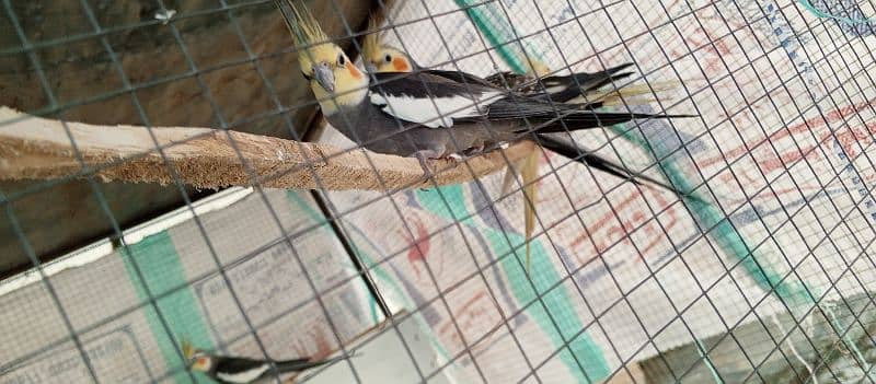 Cocktail Colony of 20 male and female for urgent Sale. 0