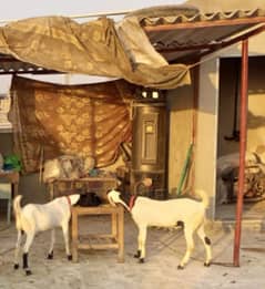 khassi tapra Bakra male pair