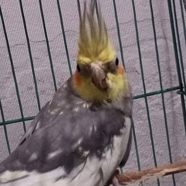 cocktai bird male 7 to 8 month age 1